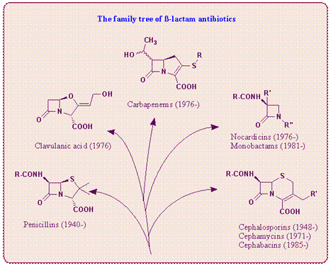 Family tree of B-Lactam antibiotics